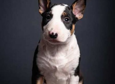 bulterijeri061613610959