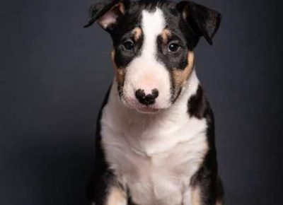 bulterijeri071613610957