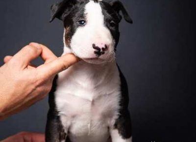 bulterijeri081613610959