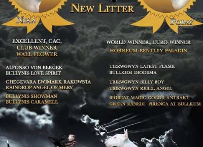 bulterijeri121613610957