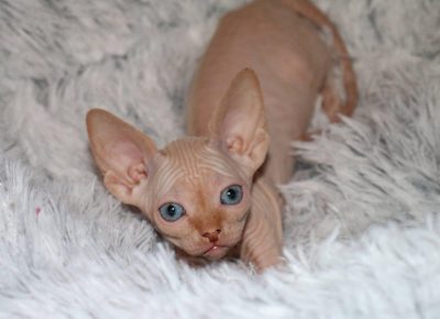 canadmace11614102019