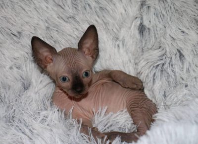 canadmace21614102016