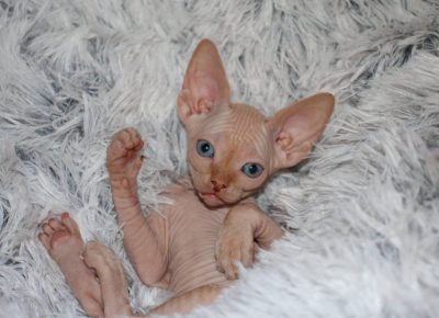 canadmace51614102019