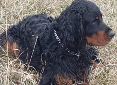 gordonseter011614093540