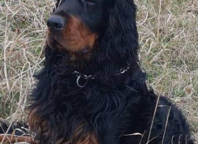 gordonseter021614093540