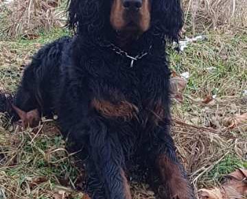 gordonseter031614093539