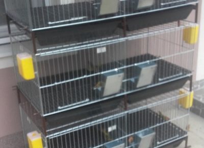 kavezizakunice(2)1614301143