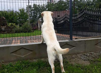 labparenje91613677207