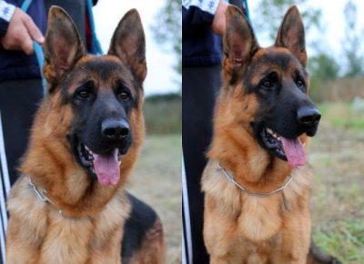 viberimage202102170024361613588754