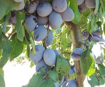 viberslika202102171348292manja1613938156