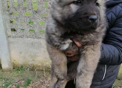 1kavkaskiovcar1616491309