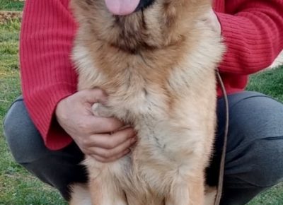 1nemackiovcar1616252805