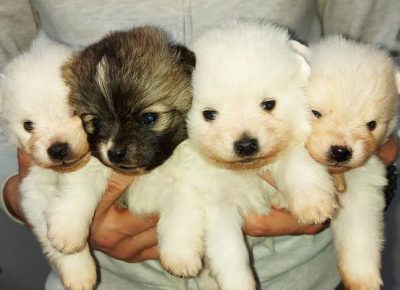 1pomeranskispic1616577137