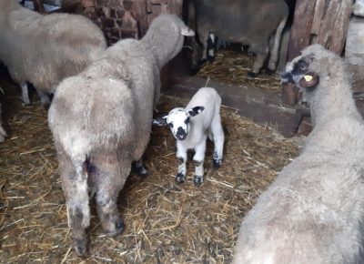 202101261427351614596321