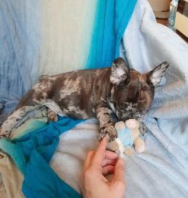 202103111452540051616885698