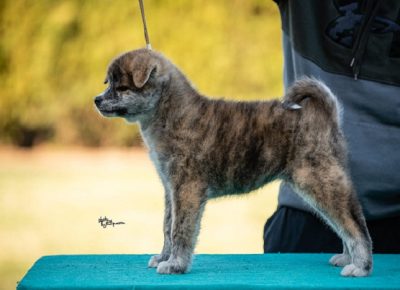 3Milojkovic1616284420