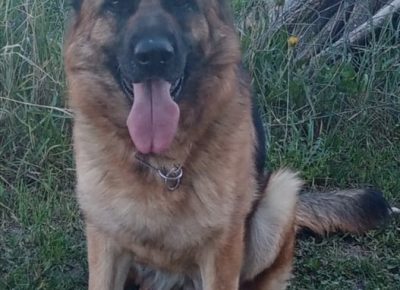 3nemackiovcar1616252809