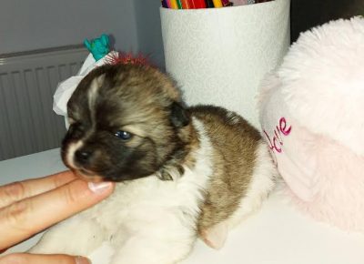 4pomeranskispic1616577137