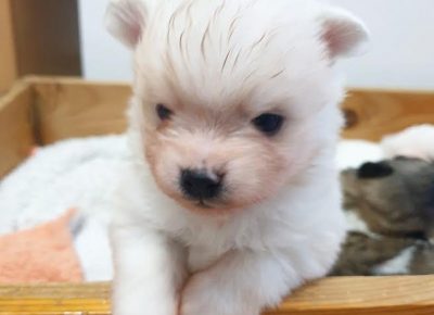 5pomeranskispic1616577138