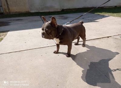 FBparenje11614706419