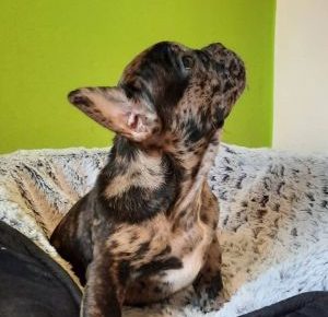 IMG08b5b83a85bcb3fc2b1878fcff763cdcV1616414614