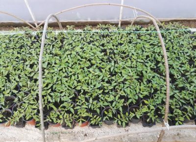 IMG202103271731311616960835