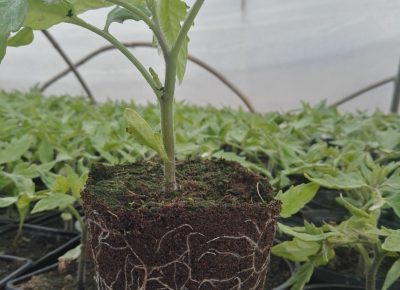 IMG202103281318491617005481