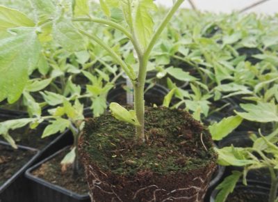 IMG202103281318521617005472