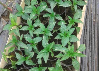 IMGe7ad7d3ea3d6d420643f790dee0269a8V1616960968