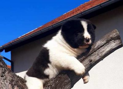 americkaakita021616676570