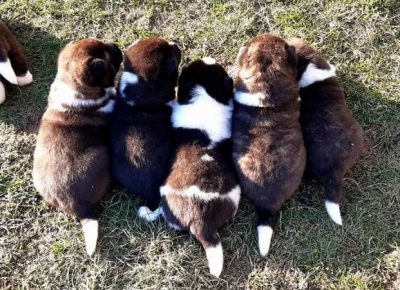 americkaakita051616676571