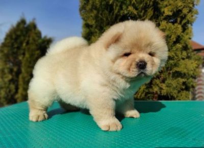 caucau01naslovnaslika1615375568