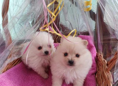 jovanaspic11616532287