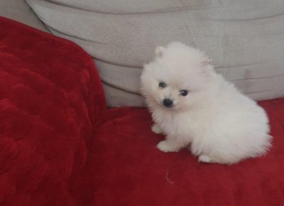 jovanaspic21616532287