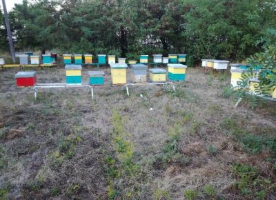 pcelinjadrustva011616887385