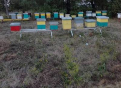 pcelinjadrustva031616887391