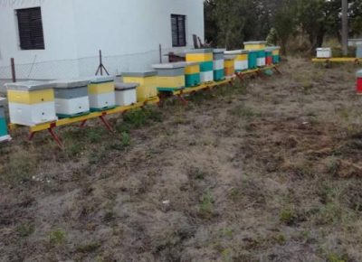 pcelinjadrustva041616887394