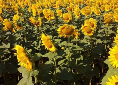 pcelinjadrustva051616887398