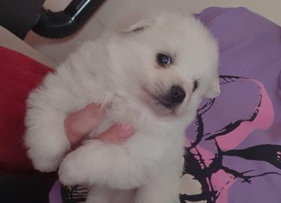 spicstenci11615538477