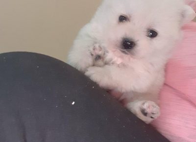 spicstenci31615538478