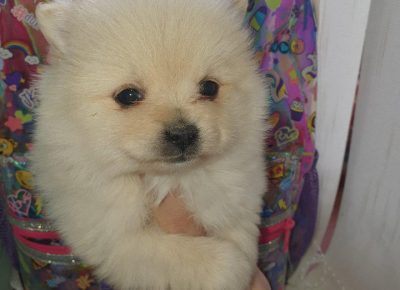 spisstenc2i1615538478