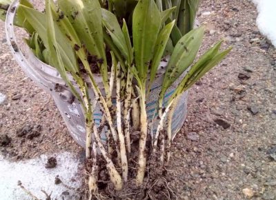 sremušš21616069164