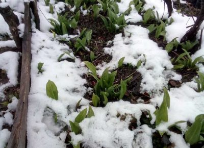 sremušš31616069165