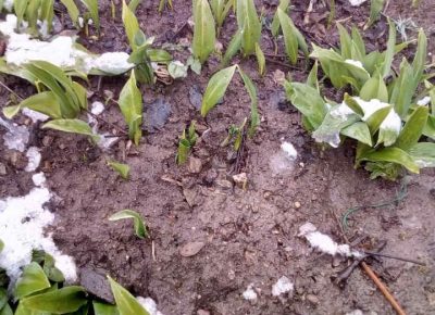 sremušš41616069164