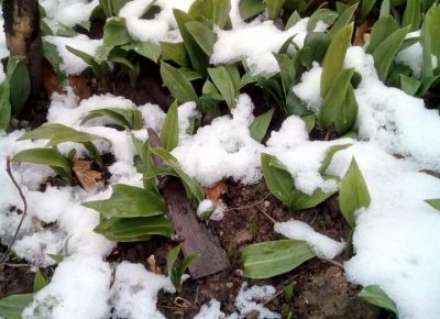 sremušš61616069165