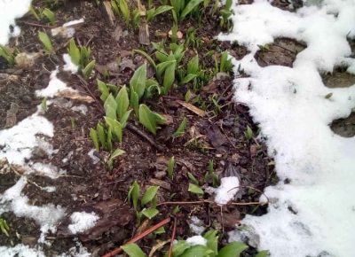 sremuššš51616069164