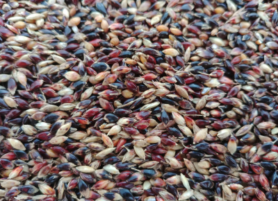 sudanzaoglasi1615906998