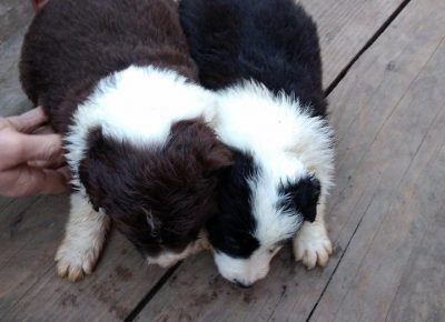 takačmel11614721137