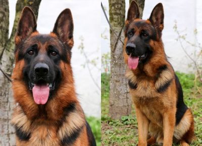 viberimage202103192239351616258426