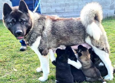 viberimage202103241039421616597241